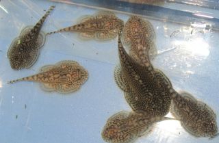  Fish Reticulated Hillstream loach for Freshwater Plant Aquarium