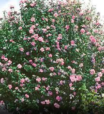 Rose of Sharon Seeds Flowering Bush Tree Pink 100 Seeds