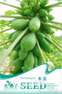 Pack 6 Fruit Seeds Chinese Flowering Quince Papaya Seed Green