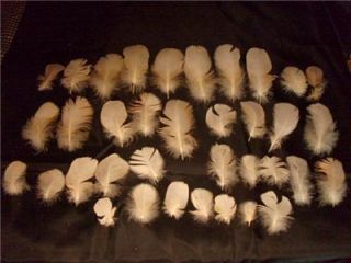 Cockatoo Parrot Feathers White Pink Yellow Fly Tye 38