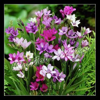25 Babiana Stricta Mixed Bulb Corm Have Spring Summer Purple Violet