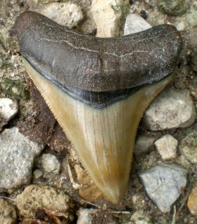  Quality Green Megalodon Gainesville FL Fossil Shark Tooth Teeth