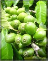 Green Coffee Bean,100Grams,180X Extract,Chlorogenic Acid 55%,Organic