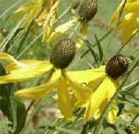 Clasping Coneflower Yellow Prairie Coneflower Seeds