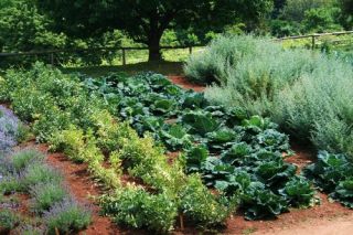 25 Heirloom Garden Vegetable Seeds Non GMO Hybrid Organic Survival