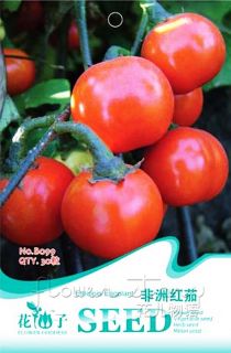  30 Vegetable Seeds African Red Tomato Rhizophora Fruit Seeds