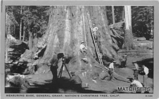 CALIFORNIA Measuring General Grant Nations Christmas Tree POSTCARD