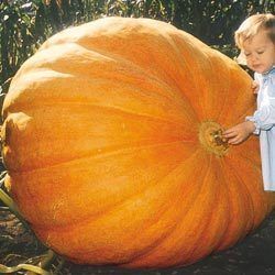 Dills Atlantic Giant Pumpkin Seeds 6 per Pack