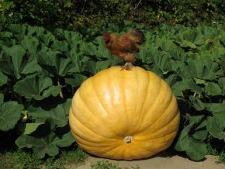 Giant 7 Prize Winner Pumpkin Seeds Record 1169