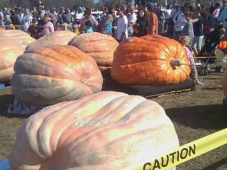 World Class Giant Pumpkins Seeds 2012