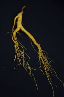  Old Wild Ginseng 4 Whole Roots 18 Years 28g Free Red Ginseng