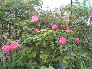 OLD GARDEN ROSE UNROOTED CUTTINGSOLD BLUSH L@@K