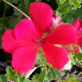 12★GERANIUM Plant Cuttings★large Leaf Hot Coral Pink Red