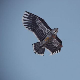 Eagle Kite Bald eagles 70 inch outdoor sport park beach kite Easy Fly