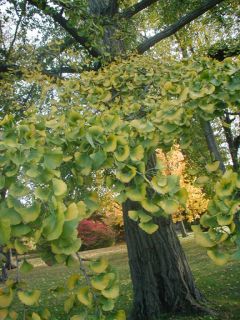 Easy to Grow Cold Hardy Ginkgo Biloba Tree