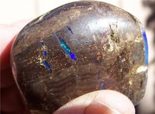 Petrified Wood Opal Beauty 50 grams Virgin Valley