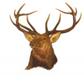 Deer Buck Stag Head Antlers Animal 1 5 8 Waterslide Ceramic Decals