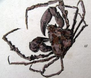 1770 C Pennant Griffiths Crab Hand Colored Engraving