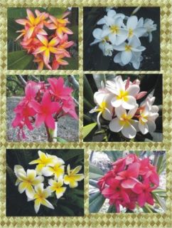 Exotic Colors Plumeria Cutting Collection Amazing Value