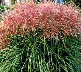 Ornamental Perennial Miscanthus Huron Sunrise Grass Seeds