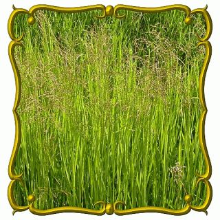 oz Reed Manna Grass Bulk Wild Grass Seeds