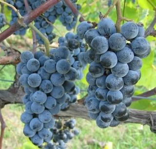 Norton / Cynthiana Grape Cuttings   Cold Hardy Red Wine Grapevines