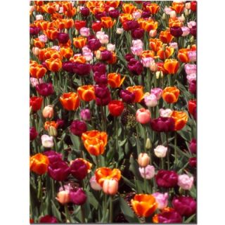 Trademark Global Multi Colored Tulips by Kurt Shaffer, Canvas Art   32