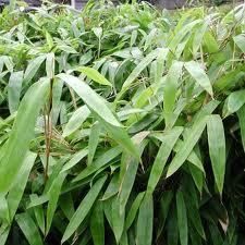  Cold Hardy Tropical Bamboo Plant Up to 2 Long Leaves