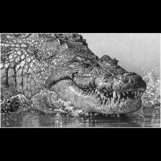 Wildlife Art Signed Reptile Pencil Drawing Picture New Print Alligator