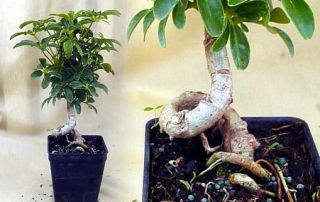 Hawaiian Schefflera Bonsai Plant Bonsai Great Indoors