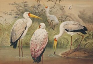 1867 Joseph Wolf H C Lithograph African Wood Ibis