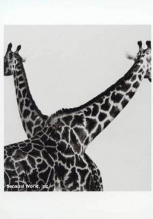 Animal Giraffes Africa Herb Ritts Photo Postcard