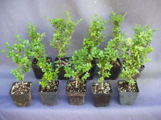  Boxwood 10 Plants in Pots Instant Hedge Plants Shipped in Pots