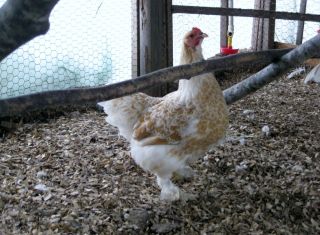Buff Laced Gold Laced Blue Laced Gold Brahma Hatching Eggs 4