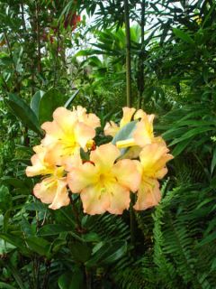 Vireya Harry Wu Highly Prized Tropical Rhododendron