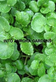 100 Watercress Organic Seeds Garden Salads Herb