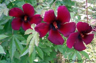 24 October Rose Rich Ruby Red Annual Hibiscus Seeds