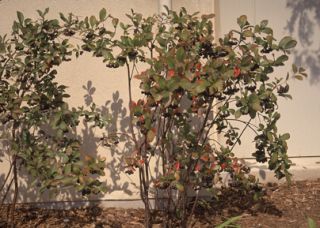 Black Chokeberry Aronia Shrub 2 Plants w Rootball Hardy Z 3 SHIP Start