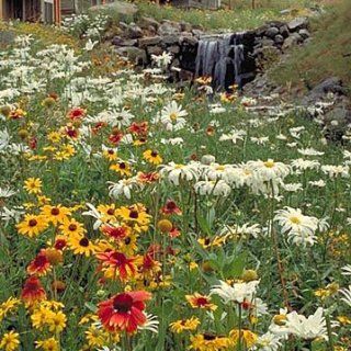 Mountain Wildflower Seed Mix 500+ Seeds Covers Approx. 200