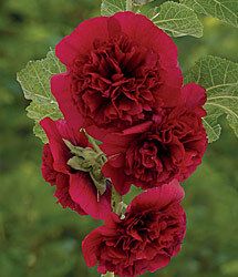 Hollyhock Chaters Double Series Maroon Seeds
