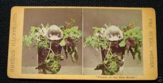 Holy Ghost Orchid Flower Color Tinted Rural Stereoview
