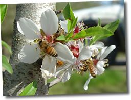  /images/producer pics/magenica creek honey farm/raw honey bees