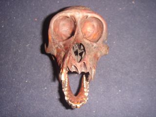 Philippines Macaque Macaca Monkey Skull Taxidermy A8