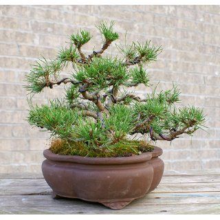 Mugo Pine, Pinus Mugo Montana, Bonsai Hardy Tree 3 Seed