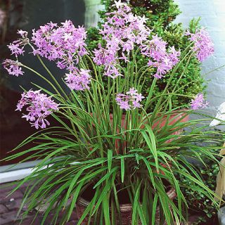 Violacea Society Garlic Edible Pretty Keeps Insects Away Plant