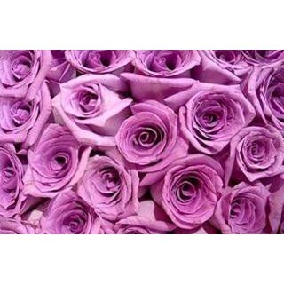 100 Lavender Roses From South America (Wholesale)  22 inch Stems