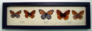 Meadow Wanderer Collection Speyeria Fritillary Real Framed