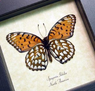 The Regal Fritillary Speyeria Idalia Real Framed Butterfly 8094V