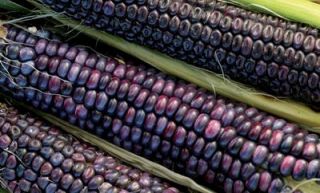 Corn Seeds ★ Blue Hopi ★ Indian Corn ★ High Yields ★ 9 inch