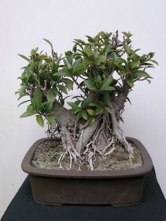 Port Jackson Fig Ficus Rubiginosa Indoor Bonsai 10 Seed